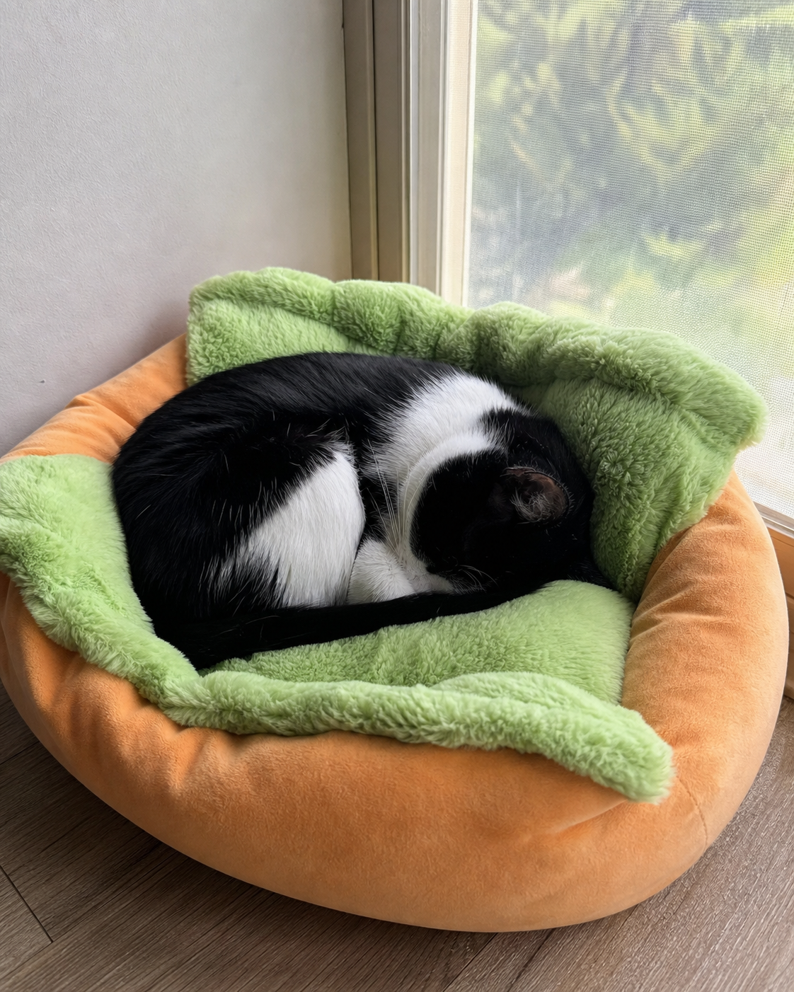Membre du Club Sossiss : chat roule en boule dans son panier hot-dog